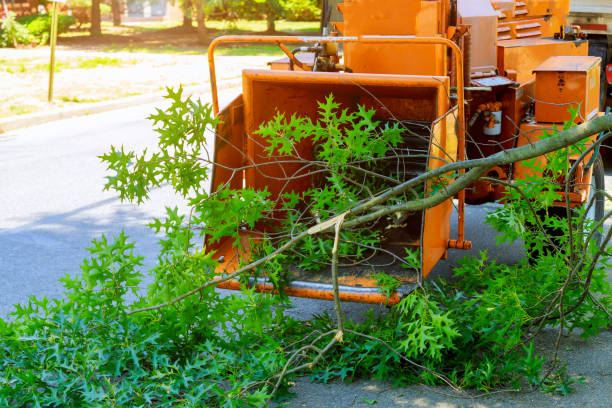 Best Tree and Shrub Care  in Wedgefield, SC