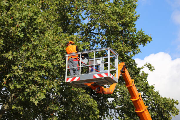 Best Tree Maintenance Programs  in Wedgefield, SC