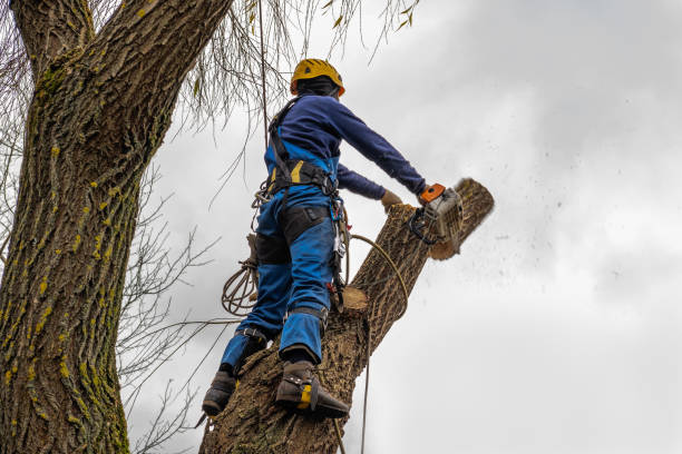 Best Commercial Tree Services  in Wedgefield, SC