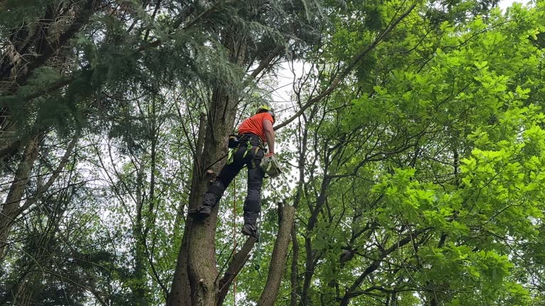 Best Tree Cabling and Bracing  in Wedgefield, SC