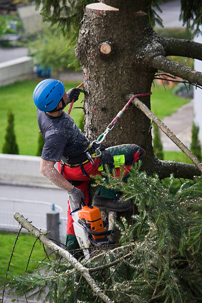 Best Palm Tree Trimming  in Wedgefield, SC