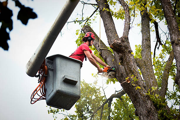 Best Utility Line Clearance  in Wedgefield, SC